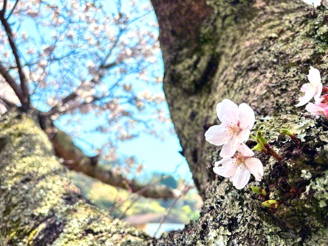 花びらが、静かに命の輝きを伝える
