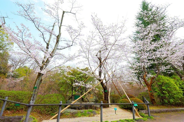 日中友好の象徴として咲き誇る周桜（創価大学で）