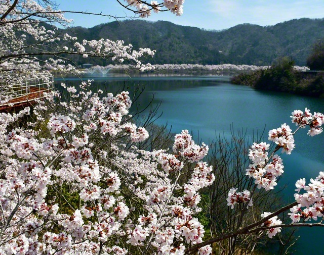 満開の桜に包まれる八千代湖（土師ダム）。約3000本が咲き乱れる（広島県安芸高田市）