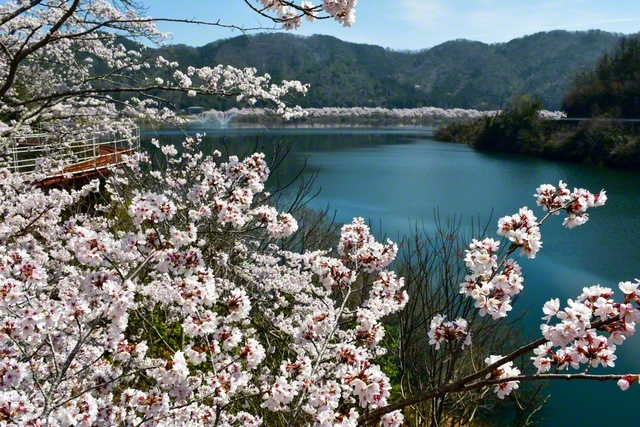 満開の桜に包まれる八千代湖（土師ダム）。約3000本が咲き乱れる（広島県安芸高田市）
