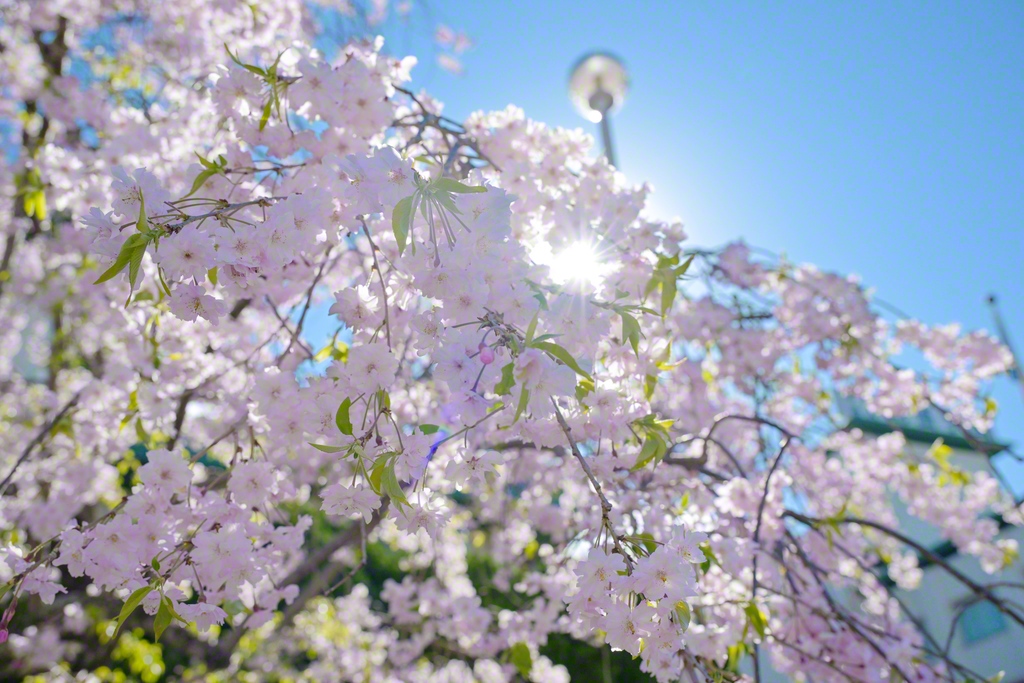 木漏れ日が葉桜を照らす（関西創価学園）
