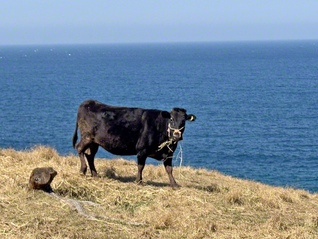 長崎県の五島列島北部に位置する小値賀島。海が見渡せる放牧地では牛がのんびりと草をはむ