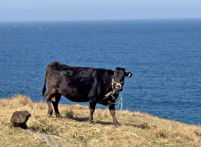 長崎県の五島列島北部に位置する小値賀島。海が見渡せる放牧地では、牛がのんびりと草をはむ