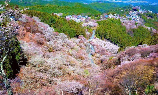 多様な色彩に覆われた春の吉野山。道には、桜を望める飲食店や土産物屋などが並ぶ。池田先生は1966年4月3日に吉野山を訪問しており、この日が「吉野栄光圏の日」に