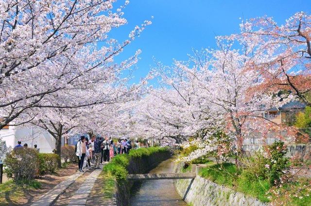 かつて、哲人が静かに思索しながら歩いた哲学の道（京都市左京区）。今では国内はじめ、外国からの人々も行き交う＝京都・佐藤忠明通信員