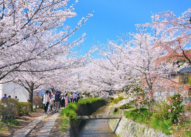 かつて、哲人が静かに思索しながら歩いた哲学の道（京都市左京区）。今では国内はじめ、外国からの人々も行き交う＝京都・佐藤忠明通信員