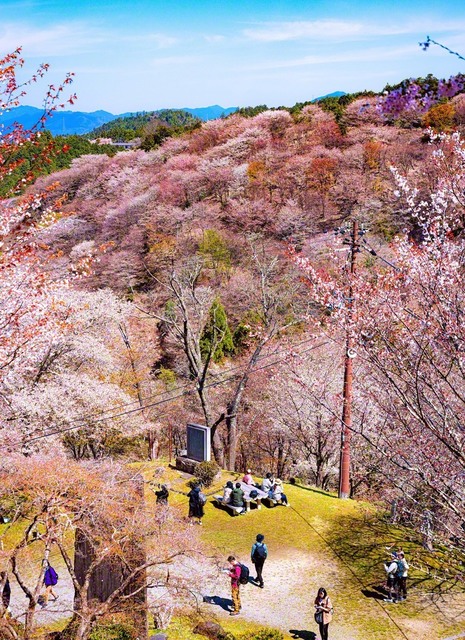 桜を見渡せるスポットで、人々が憩いのひとときを過ごしていた