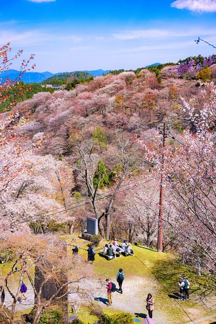 桜を見渡せるスポットで、人々が憩いのひとときを過ごしていた