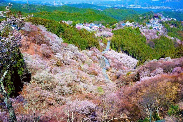 多様な色彩に覆われた春の吉野山。道には、桜を望める飲食店や土産物屋などが並ぶ。池田先生は1966年4月3日に吉野山を訪問しており、この日が「吉野栄光圏の日」に