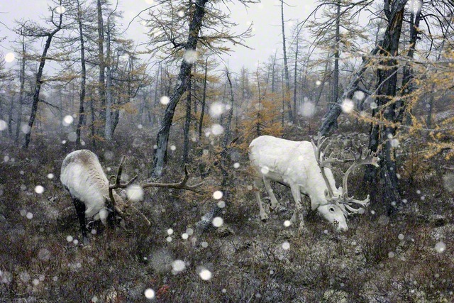 モンゴル・フブスグル