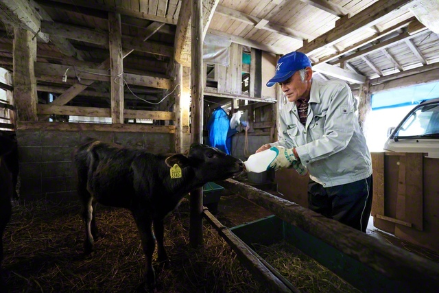 仔牛にミルクを飲ます。いい飲みっぷりに「大きくなれよ」