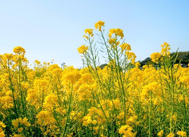 春の訪れを告げる菜の花