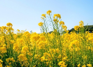 春の訪れを告げる菜の花