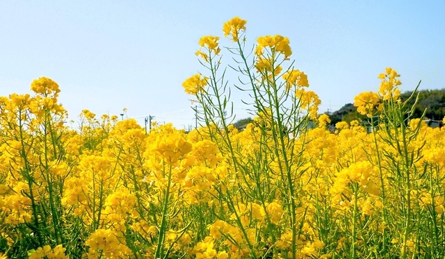 春の訪れを告げる菜の花