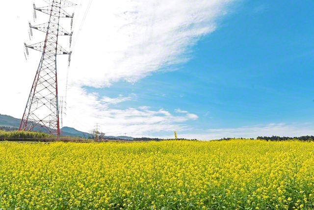 村の観光名所「萌の里」には、復興を象徴する菜の花畑が
