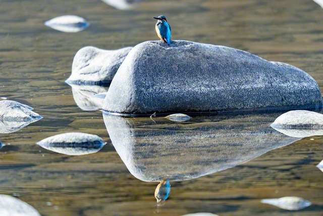 「飛ぶ宝石」とも呼ばれているカワセミ。鮮やかな青い体が水面に映り込む（岐阜市）