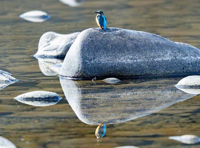 「飛ぶ宝石」とも呼ばれているカワセミ。鮮やかな青い体が水面に映り込む（岐阜市）