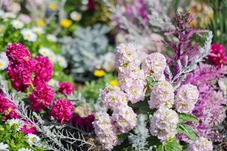 うららかな春の陽光を浴び、鮮やかに咲く花々（横浜市中区）