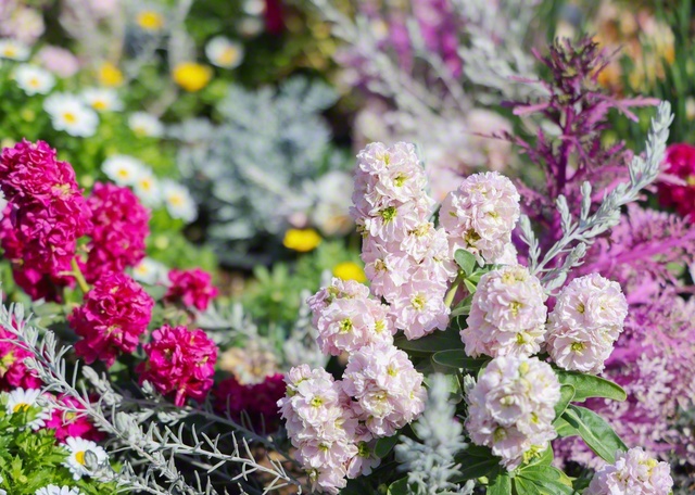 うららかな春の陽光を浴び、鮮やかに咲く花々（横浜市中区）