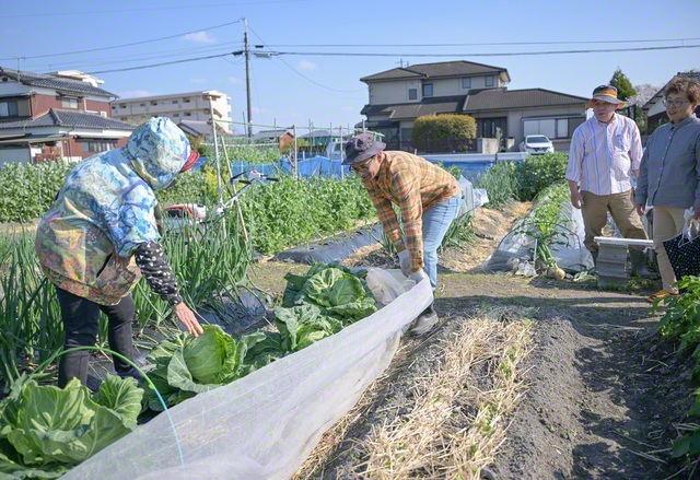 休日には畑で農作業。地域の人たちとキャベツを収穫する（左から2人目がレイさん）