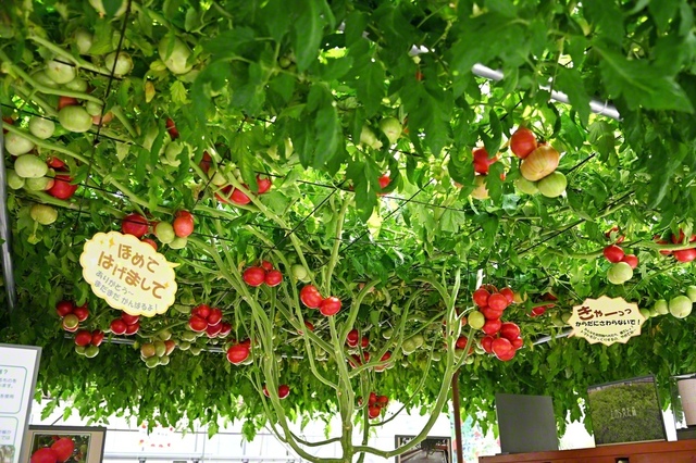 たくさんのトマトが実る光景は圧巻（恵庭インターチェンジから車で約3分）