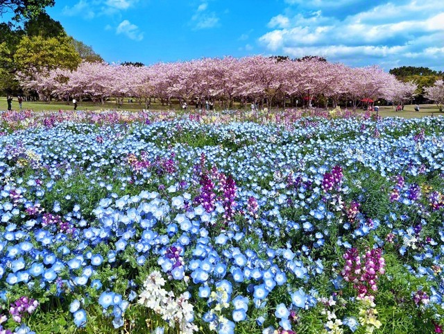 39回目を迎える「海の中道フラワーピクニック」は、“うみなか”恒例の花の祭典（JR西戸崎駅から徒歩約10分）