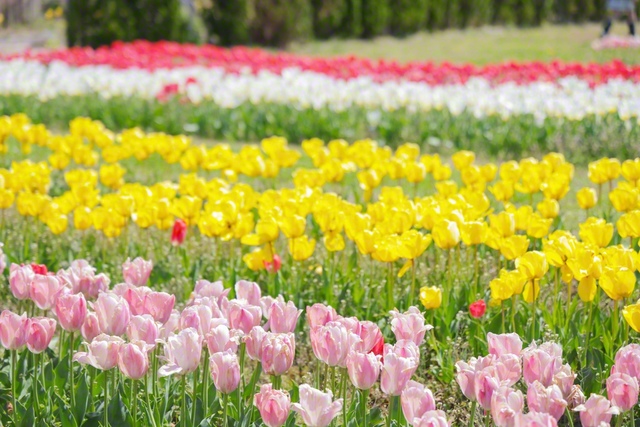 石巻南浜津波復興祈念公園に咲くチューリップ。訪れた人々を温かく迎えている（宮城県石巻市）