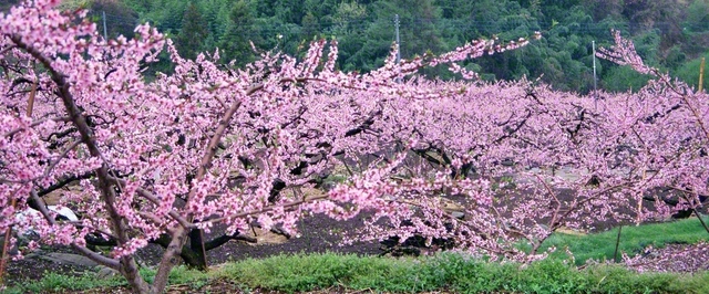 山梨の御坂町（現在の笛吹市）を訪れた池田先生が、咲き誇る桃にカメラを向けた（1998年4月）。この写真が掲載された紀行に先生は記した。「冬が来たからには、じきに必ず春が来る。それが生命の不思議な力だ。春をもたらす、その『力』が人間にもある」
