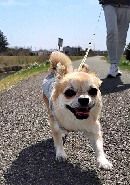 散歩楽しー！　うらら（埼玉県志木市）