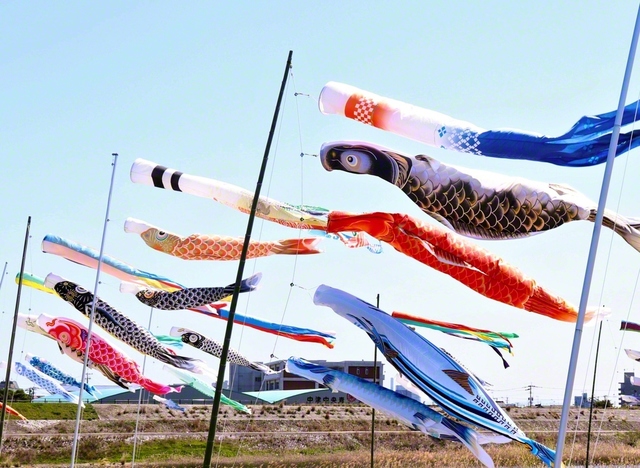 青空のもと、悠々と泳ぐこいのぼり（福岡県吉富町）＝福岡・大藏由紀通信員
