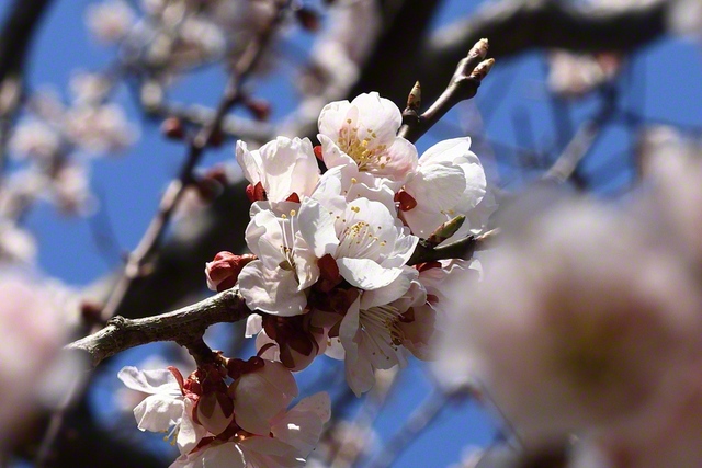 日の光を浴びて、鮮やかに咲き香る桜（北海道松前町）＝北海道・青木洋一通信員