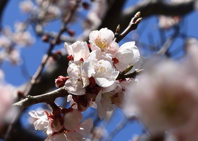 日の光を浴びて、鮮やかに咲き香る桜（北海道松前町）＝北海道・青木洋一通信員
