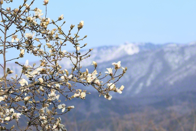 春の日差しを受けるコブシの花。奥にある竜王スキーパークを望んで（長野県中野市）＝長野・小林充通信員