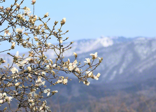 春の日差しを受けるコブシの花。奥にある竜王スキーパークを望んで（長野県中野市）＝長野・小林充通信員