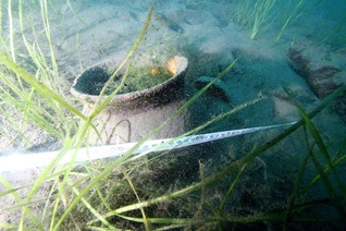 本栖湖の湖底で見つかったかめ（写真:帝京大学文化財研究所）