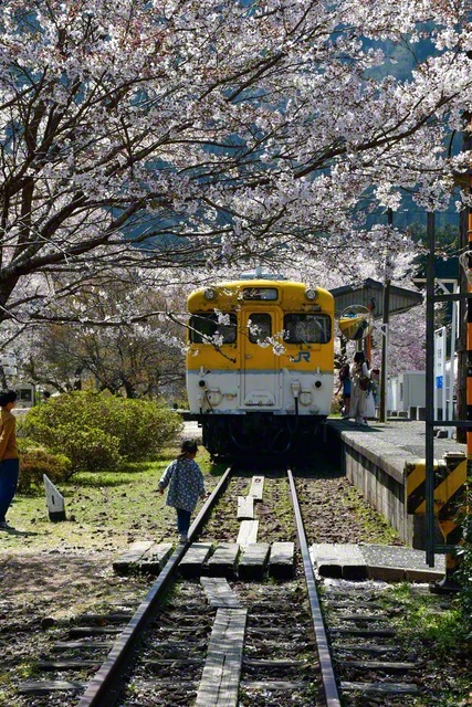 家族連れでにぎわう安野花の駅公園。JR可部線の廃駅が皆の憩いの場に（広島県安芸太田町）