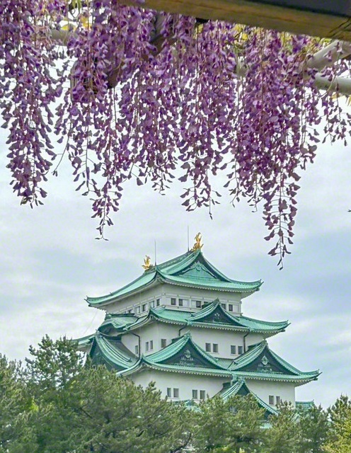 名城公園の「藤の回廊」。優雅に咲く藤の花が、訪れた人々を魅了していた（名古屋市北区）