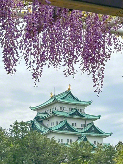 名城公園の「藤の回廊」。優雅に咲く藤の花が、訪れた人々を魅了していた（名古屋市北区）