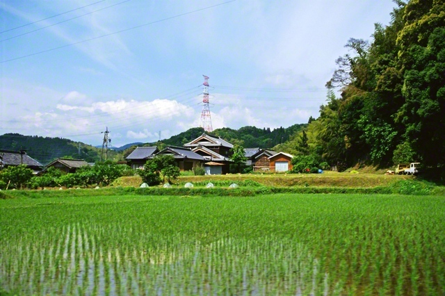 津市白山町に広がる、のどかな田園風景（1997年5月、池田先生撮影）