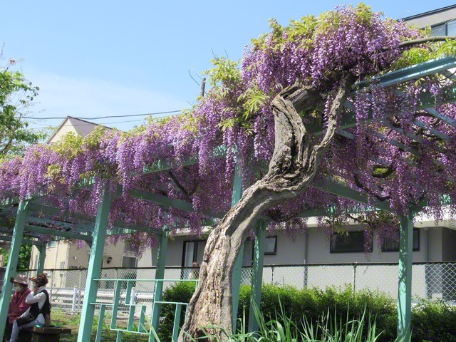 青空のもと、藤の花が咲き薫る（東京都大田区）＝東京・坂本優子通信員
