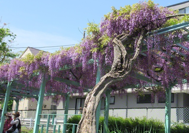 青空のもと、藤の花が咲き薫る（東京都大田区）＝東京・坂本優子通信員
