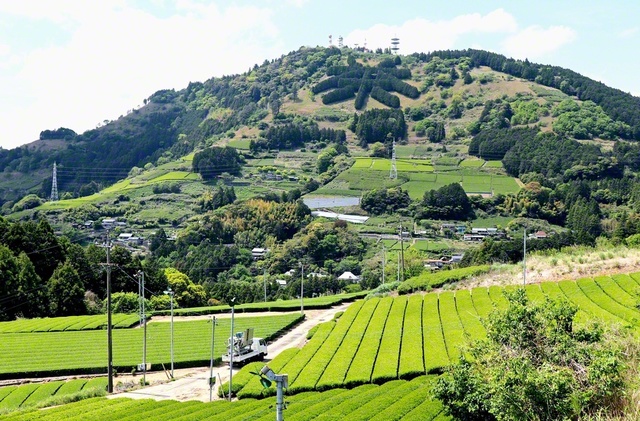 【静岡】ヒノキを植樹してつくった粟ケ岳の「茶」の文字（掛川インターチェンジから車で約30分）