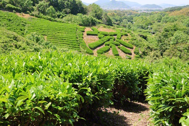 緑が輝く茶畑。この茶畑がある旧・高瀬町の地域が、香川県のお茶の約8割を生産している