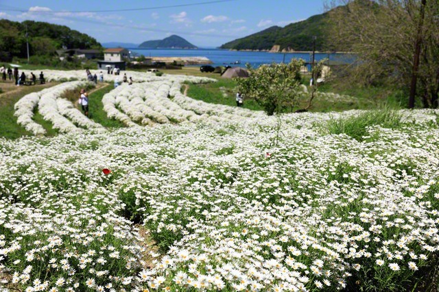 荘内半島の「フラワーパーク浦島」。5月は三豊市が生産量日本一のマーガレットが咲く（四国支局・池田清美通信員撮影）