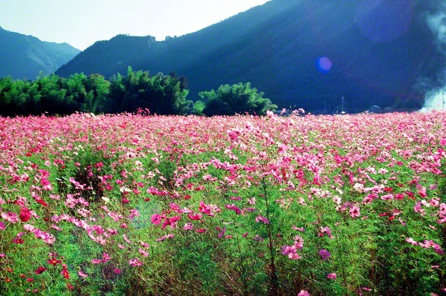 兵庫・丹波市で風に揺れるコスモスの花（1992年10月、池田先生撮影）。先生は写真紀行につづった。「花野は歌った。人よ、美しくあれ、仲良くあれ、謙譲であれ。風は運んだ。花たちの『ありがとう』の声を。生きていることに、ありがとう。大地に、ありがとう。虫にも、光にも、ありがとう」