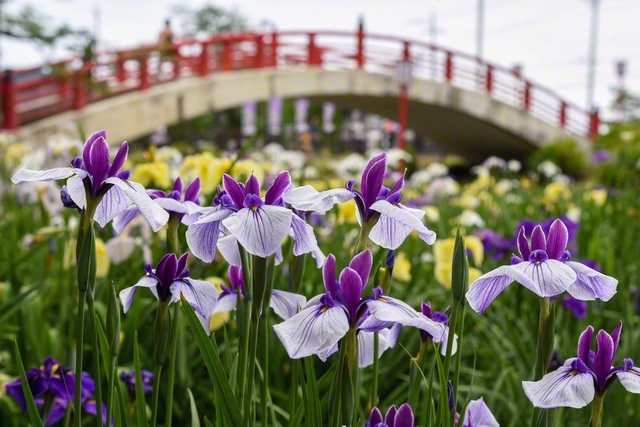 愛知県豊橋市の「賀茂しょうぶ園」。約300種3万7000株のハナショウブが咲き誇る