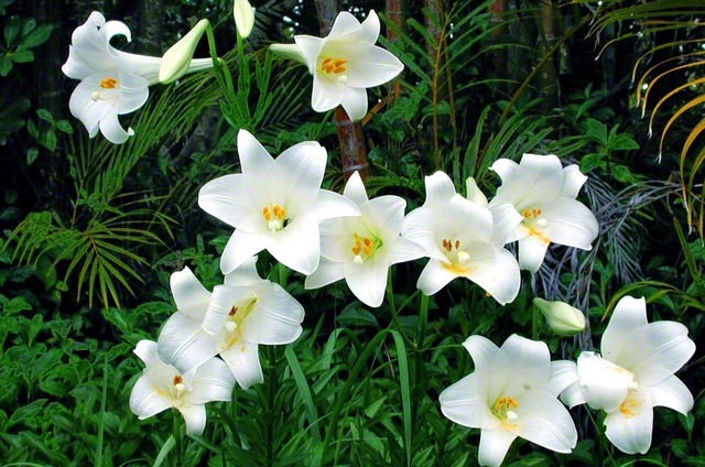 夏のはじまりを知らせる百合の花