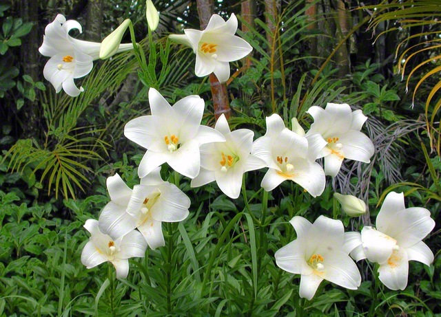 夏のはじまりを知らせる百合の花