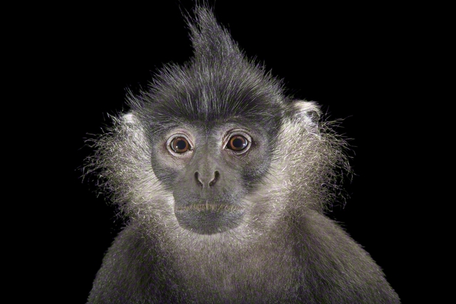 デラクールラングール　©Joel　Sartore/National　Geographic　Photo　Ark