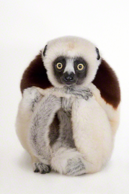 コクレルシファカ　©Joel　Sartore/National　Geographic　Photo　Ark